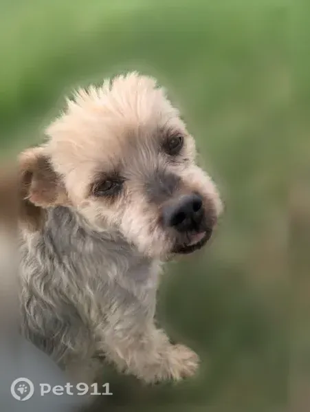 Lost dog, Ferron, Utah, West Jordan — male Yorkie with a short haircut - photo
