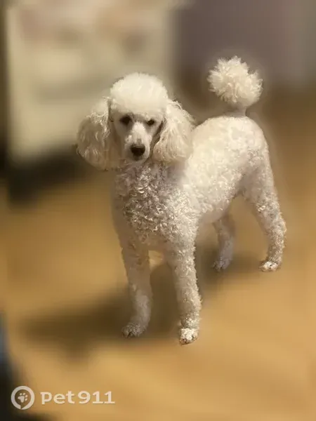 Lost dog, Drury Road, 40669, Sterling Heights, Sterling Heights — female cream miniature poodle - photo