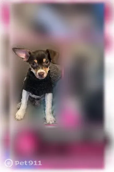 Lost Dog, Oakley Industrial Boulevard, 5500, Fairburn — female with brown eyes - photo
