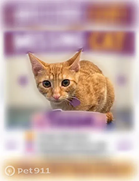 Lost cat, Sawleaf Circle, Texas, Cinco Ranch — female orange tabby - photo
