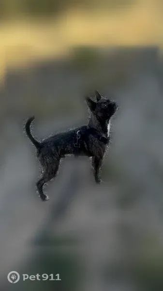 Lost dog, Stage Coach Road, New Mexico, Moriarty — friendly, active male - photo