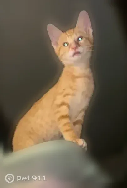 Lost male cat, Rhodes Avenue, 207, Akron — squinty-eyed orange tabby - photo