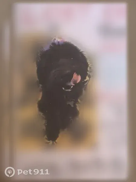 Lost dog, Stonehedge Drive, 136, Warner Robins — small black male, 11 years old - photo