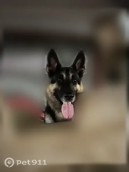 Lost dog, Houston — Ranger missing since yesterday - photo