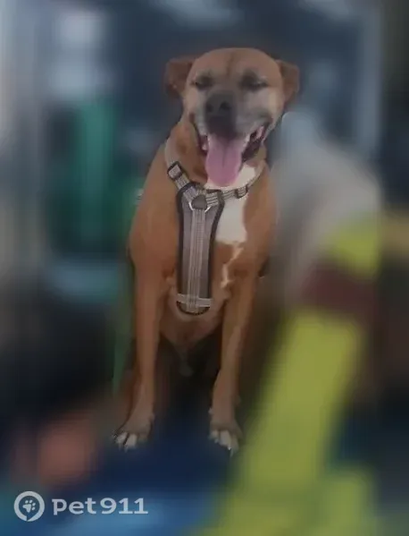 Lost dog, male, Bailey Road, 59011, Anza — named Rex with scars on his back - photo