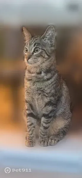 Lost female cat, Misty Harbor Circle, League City, Houston — black-gray striped tabby - photo