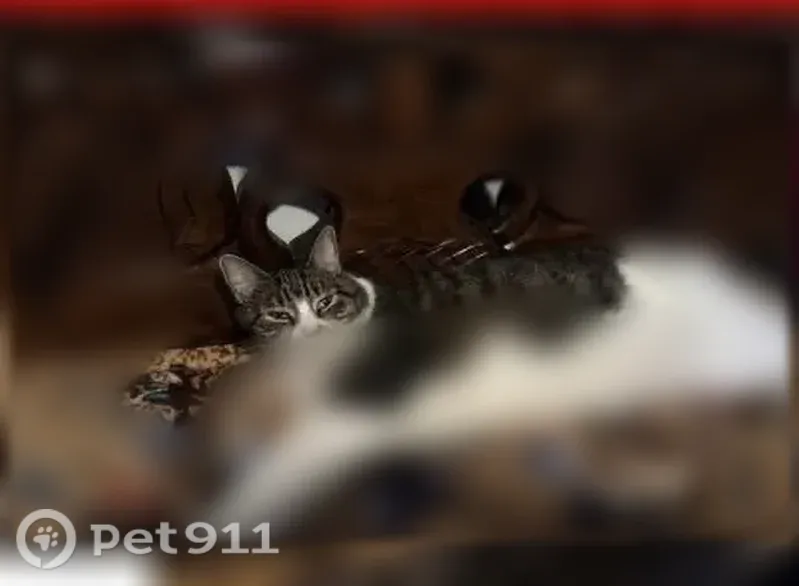 Lost cat, North Lake Street, 403, Philadelphia — large white and gray female cat - photo