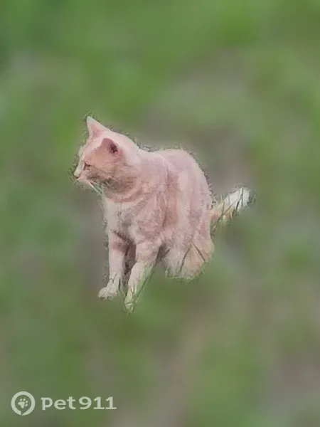 Lost cat, Heatherbrook Place, Florida, St. Marys — sweet orange tabby female - photo