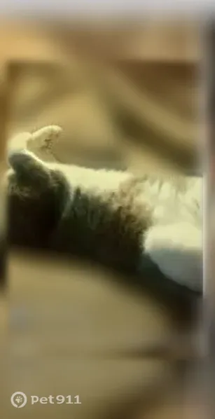 Lost cat, Roberson Drive, Mocksville — male, gray and white with a white front leg - photo
