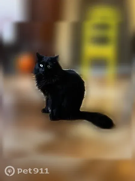 Lost cat, Rutland Road, 176, New York, Brooklyn — female with long black-brown hair - photo