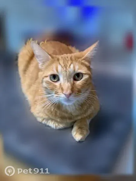 Lost cat, South Larkvane Road, 1835, Rowland Heights — male orange tabby, Mr O - photo