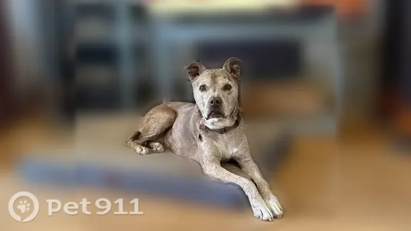 Lost dog, Ludlow Street, 16101, Los Angeles — 60 lb pit bull mix - photo