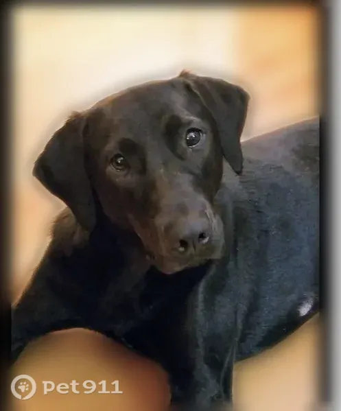 Lost dog, Park West Drive, 348, St. Peters — female, black - photo
