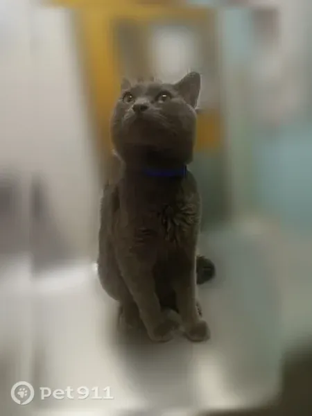 Lost cat, Highland Avenue, 631, Kansas City — male, grey - photo