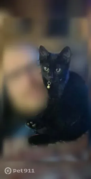 Lost male cat, West Lee Highway, 106, Chilhowie — black with a white spot on his belly - photo