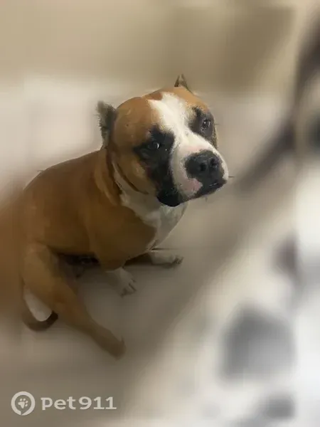 Lost dog, Dawson Drive, 655, Duncanville — white face and black around the eyes - photo