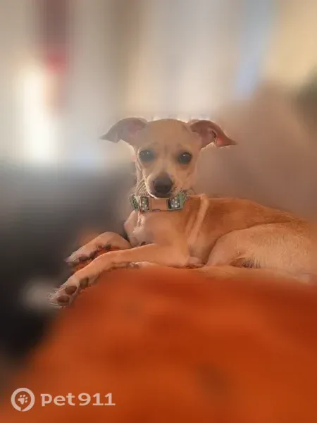 Lost dog, North 14th Street, 812, San Jose — male, answers to Peanut - photo