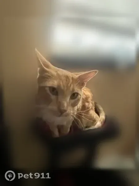 Lost male cat, North 2575 West, 1366, Layton — friendly with green eyes - photo