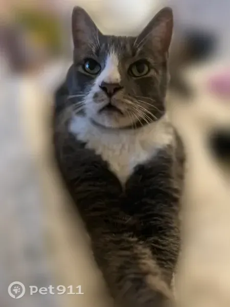 Lost cat, male, Bally Shannon Way, 273, Holly Springs, Apex — grey and white with white paws and a faint mustache - photo