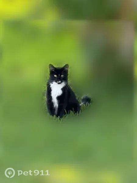 Lost male cat, Tobias Road, 1388, Gonzalez — tuxedo coat and fluffy tail - photo
