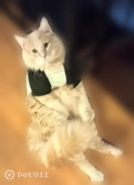 Lost cat, Springfield Road, 2022, East Peoria — male with white muzzle and neck - photo