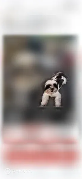 Lost male dog, Albany, Georgia — about 10 lbs and super friendly - photo