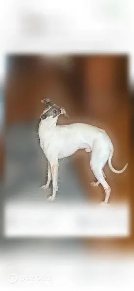 Lost male dog, Broadview Place, 47, Fort Thomas — white Italian greyhound with a gray face - photo