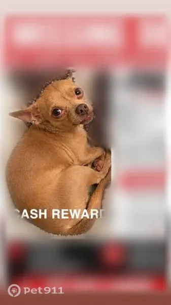Lost Dog, West Lynne Lane, Phoenix — small light-brown male Chihuahua - photo