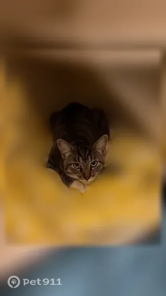 Lost cat, Tucson Mountains, Arizona, Tucson Mountains — shy male who responds to food - photo