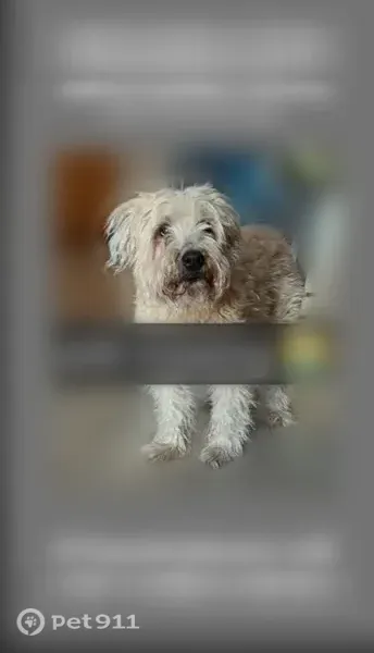 Lost dog, male, Theresa Place, 80, Staten Island — 14 years old and going blind - photo