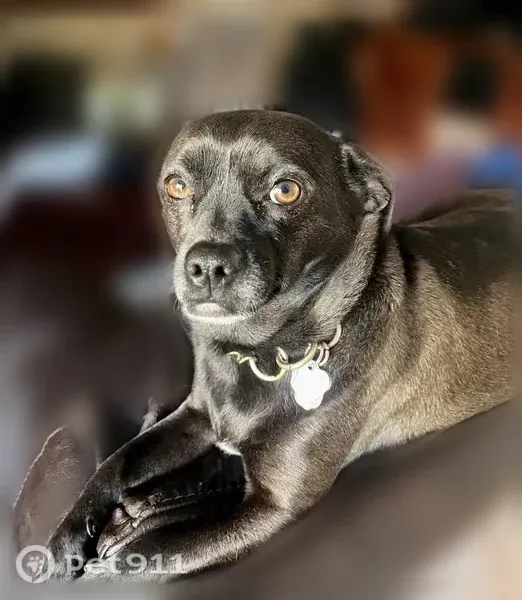 Lost dog, Green Valley Road, 2579, Chula Vista — female black chihuahua/dachshund with white neck - photo