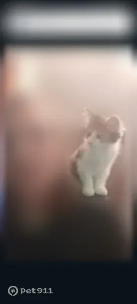 Lost cat, female, Palmetto Avenue, 125, Akron — 5-month-old calico Nala - photo