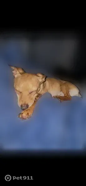 Lost dog, Cranley Court, 2, Columbia — Chihuahua mix with one floppy ear - photo