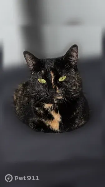 Lost cat, Pimlico Parkway, Lexington — sassy, skittish female - photo