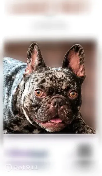 Lost male dog, Valley Park South, 372, Bethlehem — black-and-white merle patches - photo