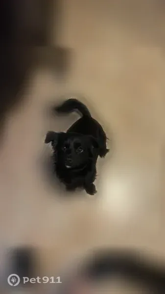 Lost male dog, 6th Avenue, Florida, Auburndale — black longhaired Chiweenie - photo