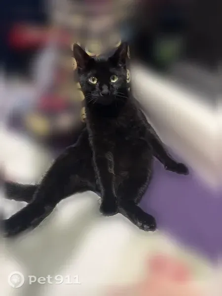 Lost cat, Westgate Drive, Dover, Cordaville — male, all-black - photo