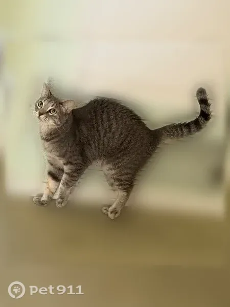Lost female cat, Alviso Street, 1772, Simi Valley - photo