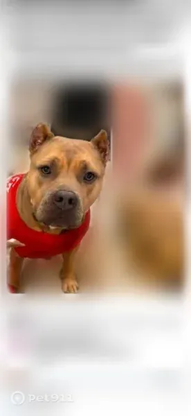 Lost dog, South Balliet Street, Frackville, Arlington — female with a maple-leaf-shaped white chest patch - photo