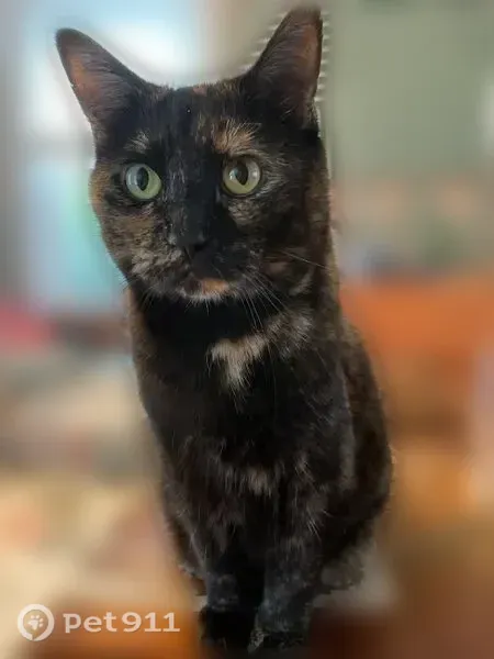Lost female cat, Kelley Avenue, East Providence, Providence — 12-year-old short-hair Tortie - photo