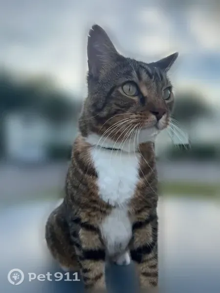 Lost cat, Mayport Road, 2160, Jacksonville, Orlando — male with a torn ear - photo