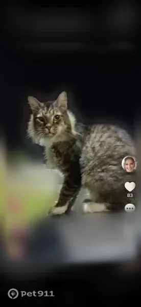 Lost cat, Lake Brandon Drive, 11151, Brandon, Brandon — male - photo