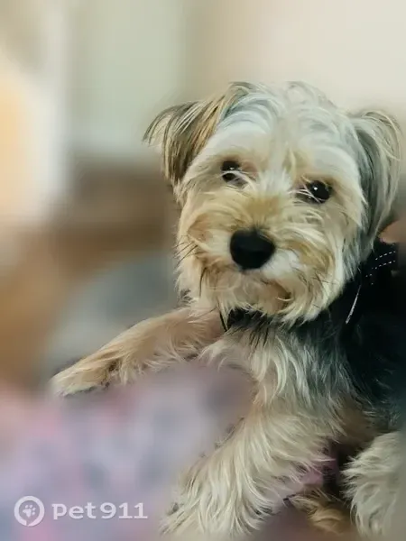 Lost male dog, Mink Rd & Desoto Rd, Florida 34243, Brandon — small black-and-brown Yorkie - photo