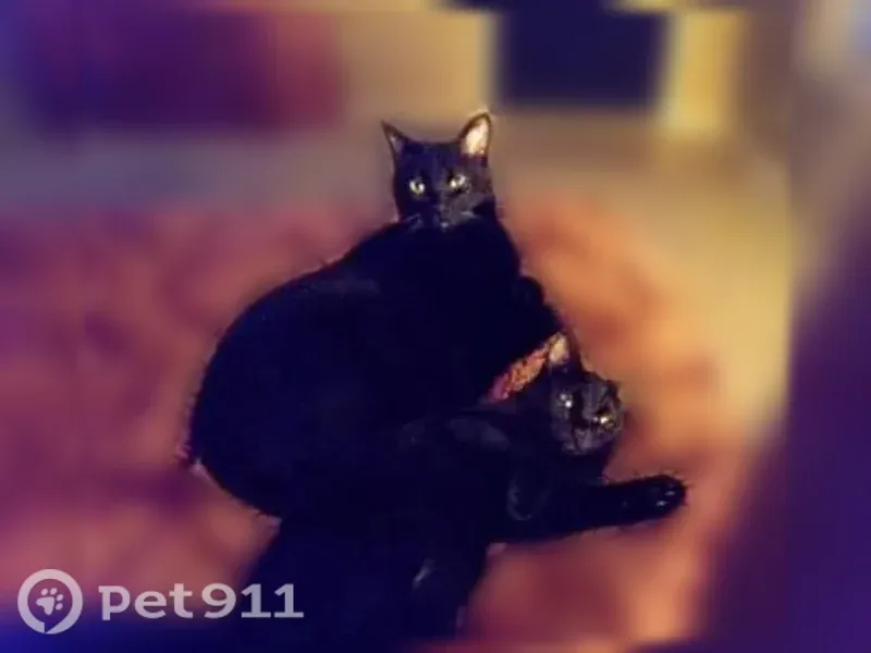 Lost female cat, Tulsa, Oklahoma, Kansas City — black domestic shorthair - photo