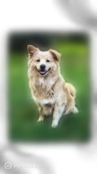 Lost dog, N Michot Rd, 410, Carencro — female with blonde long hair - photo