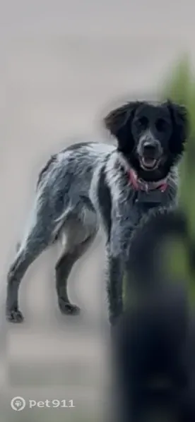 Lost dog, Township Road 555, 1982, Jeromesville, Ashland — female Aussie/husky mix - photo