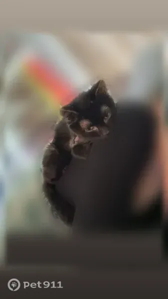 Lost female cat, West 33rd Street, 382, Covington, Covington — short ears - photo