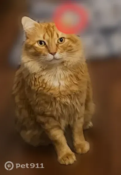Lost cat, Ravenna Street, 137, Princeton, Dallas — male with a clipped ear - photo