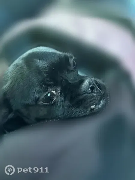 Lost dog, female, Carriage Lane, 1742, Lapeer — all-black Chug, not aggressive - photo