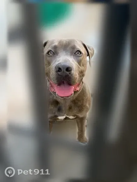 Found dog, West Benjamin Holt Drive, 2433, Stockton — puppy with a blue collar and leash - photo